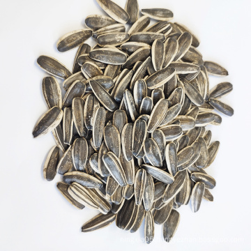 High Quality Sunflower Seed 5009  Market Price For Sale with Export Sunflower Seeds